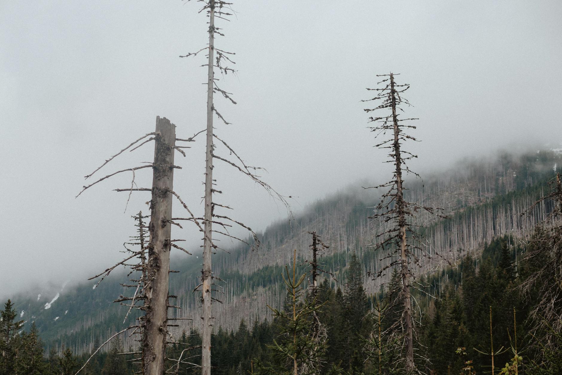 A Field Guide for Mental and Emotional Safety